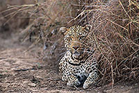 Leopard, Kruger NP, S. Africa  - Leopard   14877