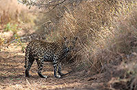 Leopard, Kruger NP, S. Africa  - Leopard   14879