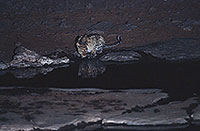 Leopard, Etosha NP, Namibia  - Leopard   14881