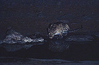 Leopard, Etosha NP, Namibia  - Leopard   14883