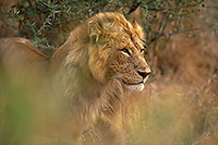 Lion, Kruger NP, S. Africa  - Lion   14885