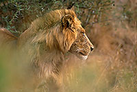 Lion, Kruger NP, S. Africa  - Lion   14886