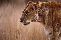 Lioness, Kruger NP, S. Africa  - Lionne   14889