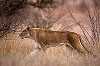 Lioness, Kruger NP, S. Africa  - Lionne   14890