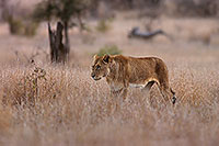 Lioness, Kruger NP, S. Africa  - Lionne   14891