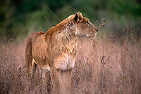 Lioness, Kruger NP, S. Africa  - Lionne   14895