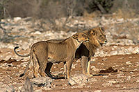 Lion and lioness, Etosha NP, Namibia  - Lion et lionne   14905