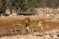 Lion and lioness, Etosha NP, Namibia  - Lion et lionne   14906