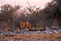 Lion and lioness, Etosha NP, Namibia  - Lion et lionne   14900
