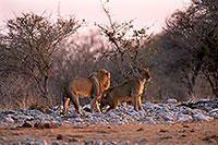 Lion and lioness, Etosha NP, Namibia  - Lion et lionne   14901