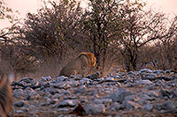 Lion and lioness, Etosha NP, Namibia  - Lion et lionne   14902