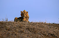 Lion, Kruger NP, S. Africa  - Lion   14908