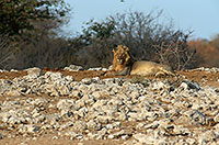 Lion, Etosha NP, Namibia  - Lion    14909