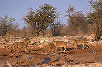 Lion and lioness, Etosha NP, Namibia  - Lion et lionne   14910