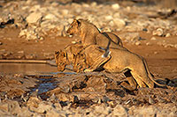Lions , Etosha NP, Namibia  - Lions    14911