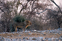 Lion, Etosha NP, Namibia  - Lion    14912