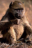 Chacma baboon, Kruger NP, South Africa -  Babouin chacma, jeune