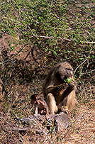 Chacma baboon, Kruger NP, S. Africa -  Babouin chacma et bébé 14432