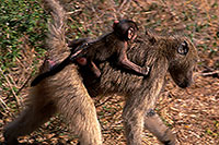 Chacma baboon, Kruger NP, S. Africa -  Babouin chacma et bébé 14433