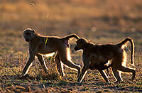 Chacma baboon, Moremi, Botswana -  Babouin chacma et bÃ©bÃ© 14434