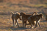 Chacma baboon, Moremi, Botswana -  Babouin chacma et bébé 14435