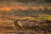 Chacma baboon, Moremi, Botswana -  Babouin chacma et bébé 14436