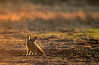 Chacma baboon, Moremi, Botswana -  Babouin chacma et bébé 14436