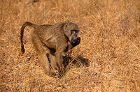 Chacma baboon eating fruits, Kruger NP, S. Africa -  Babouin chacma  14446