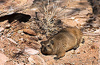Rock Dassie (Hyrax), Namibia -  Daman des rochers  14522