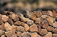 Rock Dassie (Hyrax), Namibia - Daman des rochers 14524 Rock Dassie (Hyrax), Namibia - Daman des rochers 14524