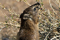 Rock Dassie (Hyrax), Namibia -  Daman des rochers  14525