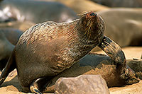 Cape Fur Seal, Cape Cross, Namibia - Otarie du Cap  14652