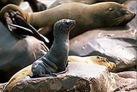 Cape Fur Seal, Cape Cross, Namibia - Otarie du Cap  14653