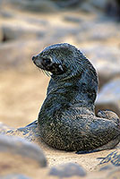 Cape Fur Seal, Cape Cross, Namibia - Otarie du Cap  14655