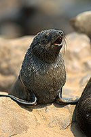 Cape Fur Seal, Cape Cross, Namibia - Otarie du Cap  14656