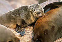 Cape Fur Seal, Cape Cross, Namibia - Otarie du Cap  14659