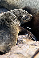 Cape Fur Seal, Cape Cross, Namibia - Otarie du Cap  14660