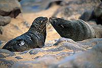 Cape Fur Seal, Cape Cross, Namibia - Otarie du Cap  14661