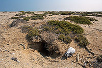 Cape Fur Seal, Cape Cross, Namibia - Otarie du Cap  14666