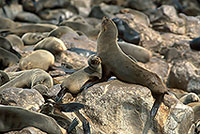 Cape Fur Seal, Cape Cross, Namibia - Otarie du Cap  14668