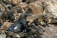 Cape Fur Seal, Cape Cross, Namibia - Otarie du Cap  14672