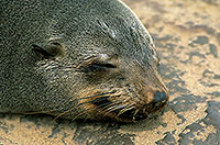 Cape Fur Seal, Cape Cross, Namibia - Otarie du Cap  14674