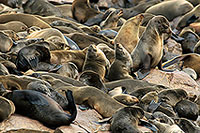 Cape Fur Seal, Cape Cross, Namibia - Otarie du Cap  14671