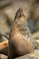 Cape Fur Seal, Cape Cross, Namibia - Otarie du Cap  14677