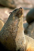 Cape Fur Seal, Cape Cross, Namibia - Otarie du Cap  14678