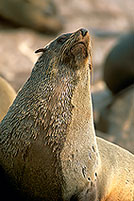 Cape Fur Seal, Cape Cross, Namibia - Otarie du Cap 14678 Cape Fur Seal, Cape Cross, Namibia - Otarie du Cap 14678