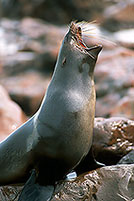 Cape Fur Seal, Cape Cross, Namibia - Otarie du Cap  14679