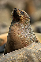 Cape Fur Seal, Cape Cross, Namibia - Otarie du Cap  14680