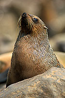 Cape Fur Seal, Cape Cross, Namibia - Otarie du Cap 14680 Cape Fur Seal, Cape Cross, Namibia - Otarie du Cap 14680