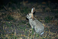 Scrub Hare, Botswana, Moremi reserve  -  Lièvre des buissons 14743